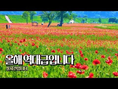 5월 국내 여행 추천! 의령 한우산 & 하만 뚝방길로 떠나는 특별한 여행