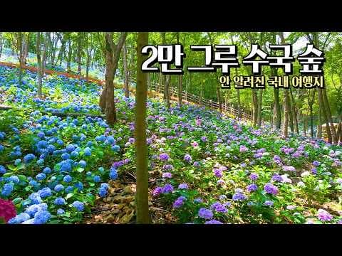 여름 국내 여행 승용차로 떠나는 정선 민둥산 보은 말티재 꿀팁